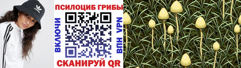 Купить где  Электрогорск  Псилоцибиновые грибы мицелий 